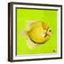 Bright Aquatic Life III-Patricia Pinto-Framed Art Print