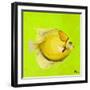 Bright Aquatic Life III-Patricia Pinto-Framed Art Print
