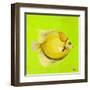 Bright Aquatic Life III-Patricia Pinto-Framed Art Print