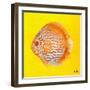 Bright Aquatic Life IV-Patricia Pinto-Framed Art Print