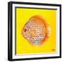 Bright Aquatic Life IV-Patricia Pinto-Framed Art Print