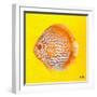 Bright Aquatic Life IV-Patricia Pinto-Framed Art Print