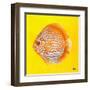 Bright Aquatic Life IV-Patricia Pinto-Framed Art Print