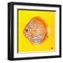 Bright Aquatic Life IV-Patricia Pinto-Framed Art Print