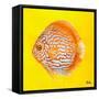 Bright Aquatic Life IV-Patricia Pinto-Framed Stretched Canvas