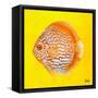 Bright Aquatic Life IV-Patricia Pinto-Framed Stretched Canvas