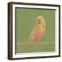 Bright Birds - Break-Roy Woodard-Framed Giclee Print