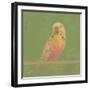 Bright Birds - Break-Roy Woodard-Framed Giclee Print