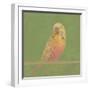 Bright Birds - Break-Roy Woodard-Framed Giclee Print