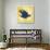 Bright Birds: Dove-BG^Studio-Art Print displayed on a wall