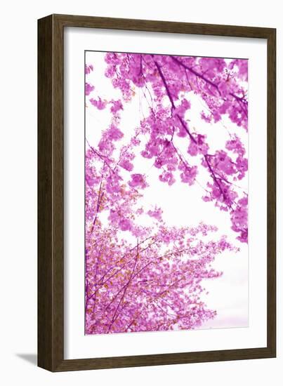 Bright Blooms I-Karyn Millet-Framed Photographic Print