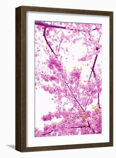 Bright Blooms II-Karyn Millet-Framed Photographic Print