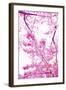 Bright Blooms II-Karyn Millet-Framed Photographic Print