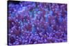 Bright Blue Mushroom Coral-harmonia101-Stretched Canvas