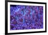 Bright Blue Mushroom Coral-harmonia101-Framed Photographic Print