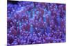 Bright Blue Mushroom Coral-harmonia101-Mounted Photographic Print