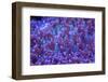 Bright Blue Mushroom Coral-harmonia101-Framed Photographic Print