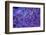 Bright Blue Mushroom Coral-harmonia101-Framed Photographic Print