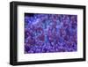 Bright Blue Mushroom Coral-harmonia101-Framed Photographic Print