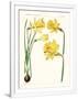 Gramercy White