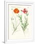 Gramercy White