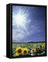 Bright Burst of White Light Above Field of Sunflowers-null-Framed Stretched Canvas