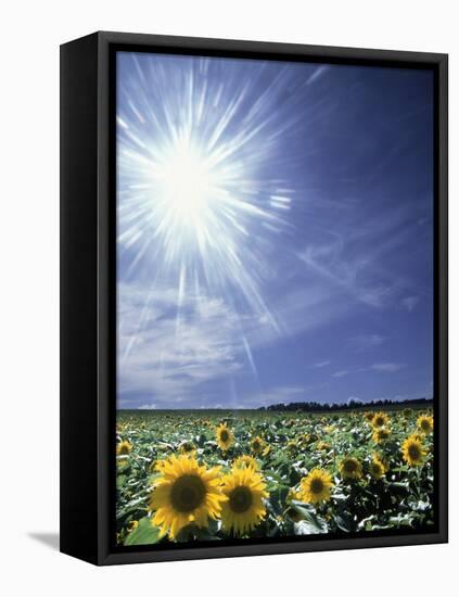 Bright Burst of White Light Above Field of Sunflowers-null-Framed Stretched Canvas