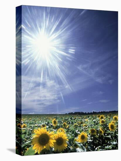 Bright Burst of White Light Above Field of Sunflowers-null-Stretched Canvas