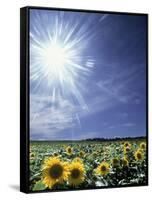 Bright Burst of White Light Above Field of Sunflowers-null-Framed Stretched Canvas