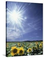 Bright Burst of White Light Above Field of Sunflowers-null-Stretched Canvas