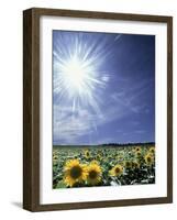 Bright Burst of White Light Above Field of Sunflowers-null-Framed Photographic Print