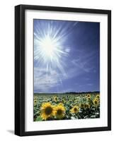 Bright Burst of White Light Above Field of Sunflowers-null-Framed Photographic Print