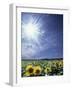 Bright Burst of White Light Above Field of Sunflowers-null-Framed Photographic Print