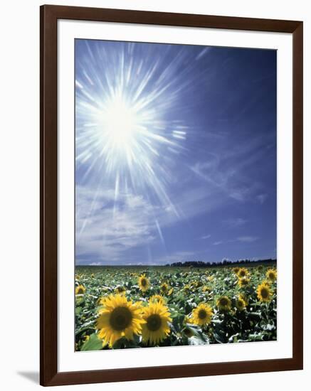 Bright Burst of White Light Above Field of Sunflowers-null-Framed Photographic Print