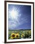 Bright Burst of White Light Above Field of Sunflowers-null-Framed Photographic Print