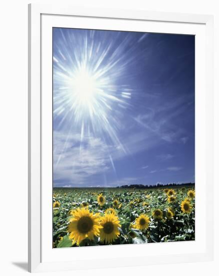 Bright Burst of White Light Above Field of Sunflowers-null-Framed Photographic Print