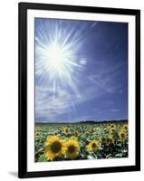 Bright Burst of White Light Above Field of Sunflowers-null-Framed Photographic Print