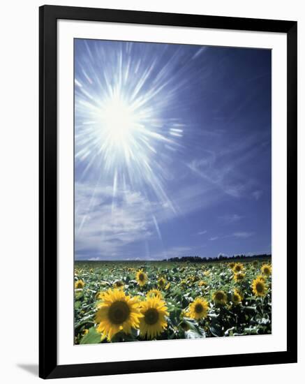 Bright Burst of White Light Above Field of Sunflowers-null-Framed Photographic Print