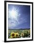 Bright Burst of White Light Above Field of Sunflowers-null-Framed Photographic Print