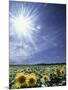 Bright Burst of White Light Above Field of Sunflowers-null-Mounted Photographic Print