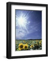 Bright Burst of White Light Above Field of Sunflowers-null-Framed Photographic Print