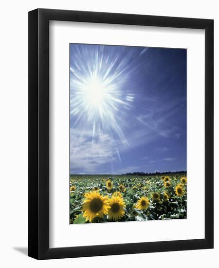 Bright Burst of White Light Above Field of Sunflowers-null-Framed Photographic Print
