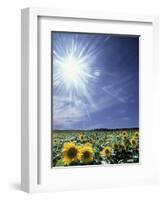 Bright Burst of White Light Above Field of Sunflowers-null-Framed Photographic Print