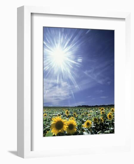 Bright Burst of White Light Above Field of Sunflowers-null-Framed Photographic Print