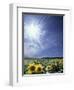 Bright Burst of White Light Above Field of Sunflowers-null-Framed Photographic Print