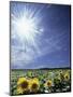 Bright Burst of White Light Above Field of Sunflowers-null-Mounted Photographic Print
