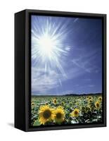 Bright Burst of White Light Above Field of Sunflowers-null-Framed Stretched Canvas