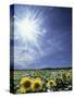 Bright Burst of White Light Above Field of Sunflowers-null-Stretched Canvas