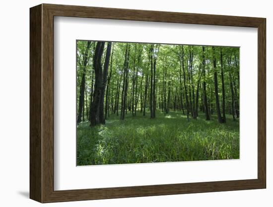 Bright Deciduous Forest-Jurgen Ulmer-Framed Photographic Print