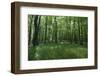 Bright Deciduous Forest-Jurgen Ulmer-Framed Photographic Print